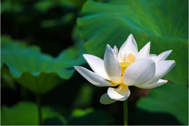石大人，你还记得荟萃湖畔的“夏雨荷”吗？
